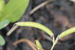 Florida hoarypea